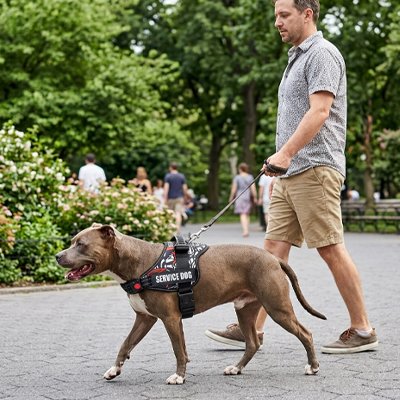 Harnais chien pour marcher à l'extérieur