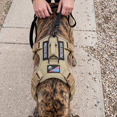 Harnais chien militaire sans compression
