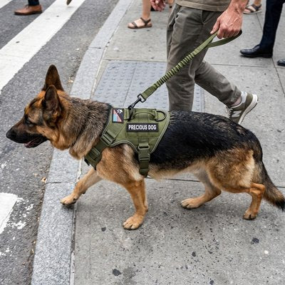 Harnais chien vert militaire sortie extérieur