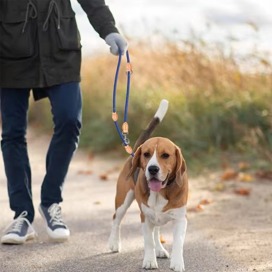 Laisse double pour chien anti traction