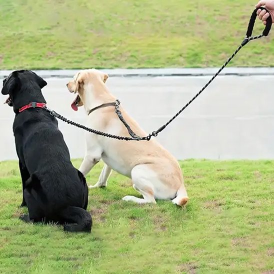 Laisse double pour chien assit