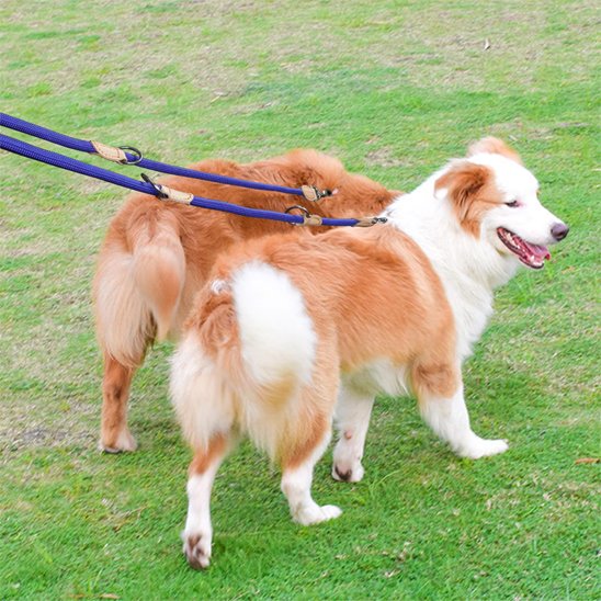 Laisse double pour chien de luxe 210 cm