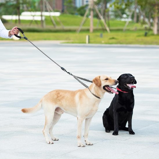 Laisse double pour chien Mousquetons pivotants robustes