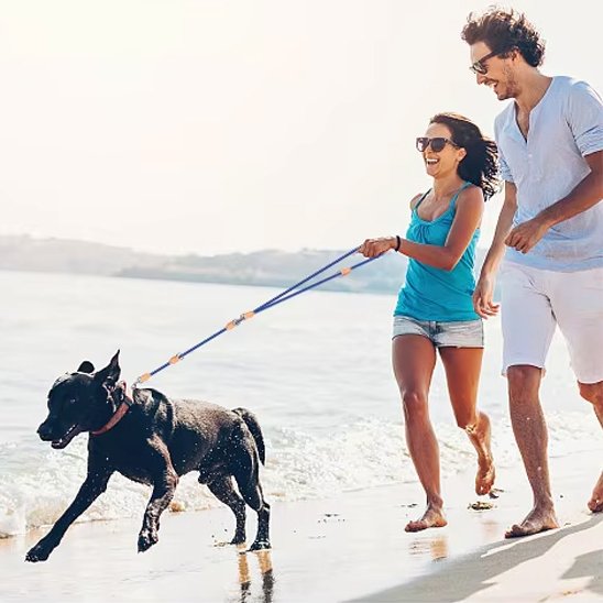 Laisse double pour chien pivotants à 360