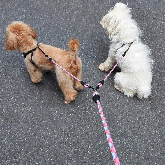Laisse double pour chien polyvalent