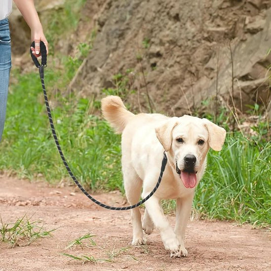 Laisse double pour chien promenade Attache sécurisée
